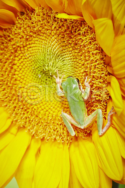 사람없음 JPG 근접촬영 포토 개구리 꽃 동물 식물 야외 양서류 육지동물 주간 청개구리 초록색 컬러 한마리 해바라기