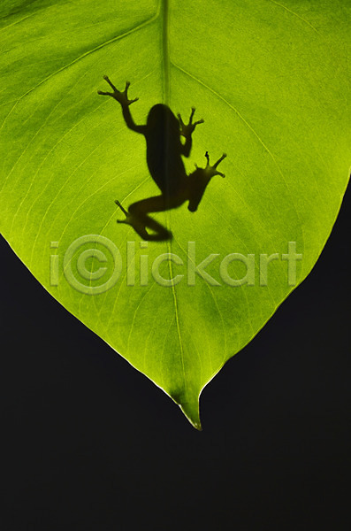 사람없음 JPG 근접촬영 포토 개구리 그림자 나뭇잎 동물 식물 야외 양서류 육지동물 잎 청개구리 초록색 컬러 한마리