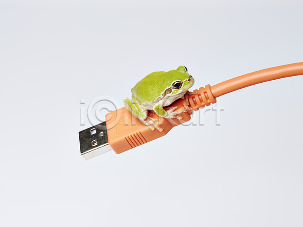 사람없음 JPG 근접촬영 포토 USB 개구리 동물 선 스튜디오촬영 실내 양서류 육지동물 전선 청개구리 초록색 컬러 컴퓨터용품 한마리