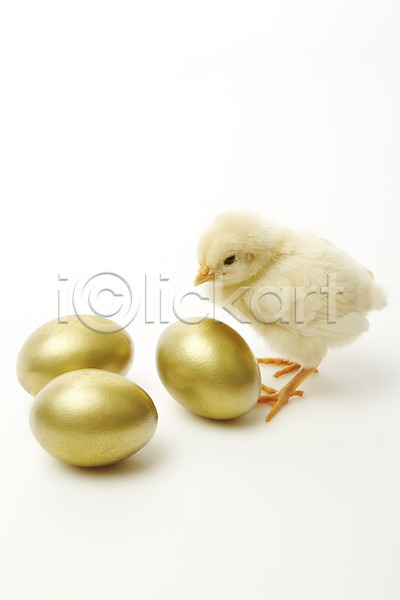 귀여움 사람없음 JPG 포토 계란 노란색 동물 반려 병아리 스튜디오촬영 실내 알 조류 한마리 황금알