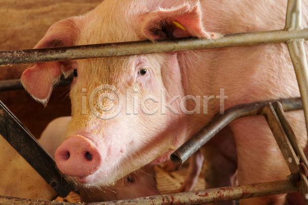 사람없음 JPG 포토 해외이미지 가축 돼지 실내 양돈장 철창 축사 축산업 한마리 해외202004