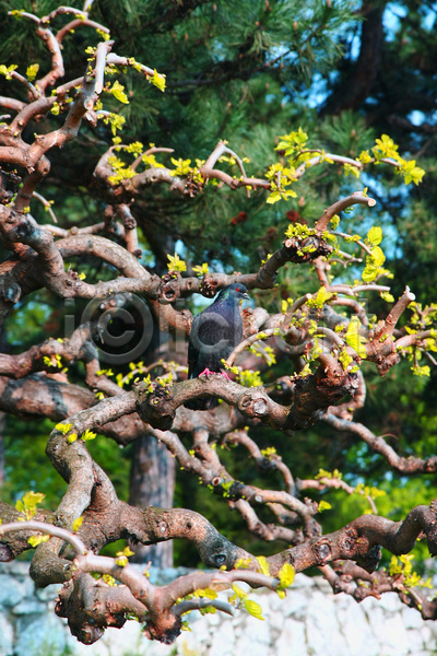 사람없음 JPG 포토 해외이미지 공원 나무 비둘기 식물 자연 조류 해외202004