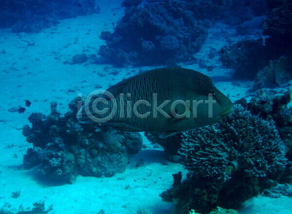 사람없음 JPG 포토 해외이미지 바다 야생동물 어류 이집트 해외202004