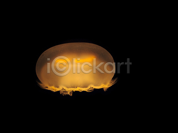 사람없음 JPG 포토 해외이미지 바닷속 수중동물 자포동물 주황색 한마리 해외202004 해파리