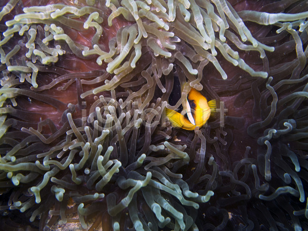 사람없음 인도인 JPG 포토 해외이미지 동물 몰디브 물 바다 바닷속 섬 수중 아네모네 어류 오렌지 자연 줄무늬 해외202004