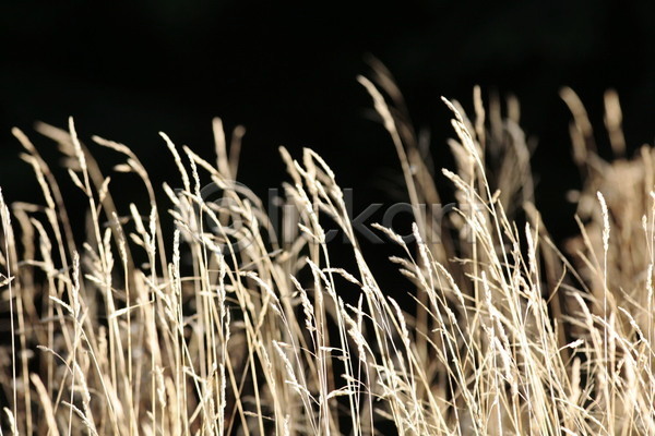 사람없음 JPG 포토 해외이미지 낟알 내추럴 노란색 농업 맑음 밀 밭 백그라운드 생태학 시골 식물 야외 여름(계절) 자연 초록색 풍경(경치) 하늘 해외202004 환경 황금