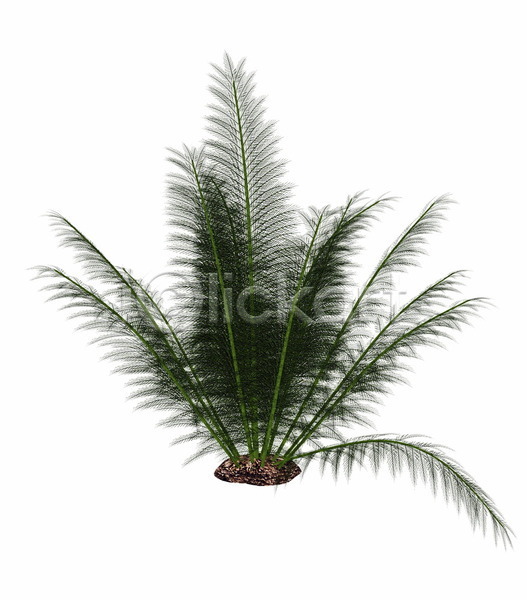 사람없음 3D JPG 일러스트 포토 해외이미지 고립 공룡 그래픽 기간 나무 나뭇가지 디지털 만들기 백그라운드 선사시대 숲 식물 양치류 잎 자연 초록색 해외202004 환경 흰색