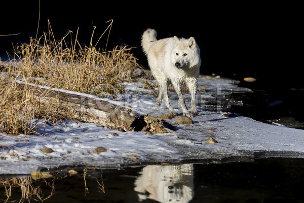 사람없음 JPG 포토 해외이미지 늑대 북극늑대 야생동물 야외 주간 한마리 해외202004 호수