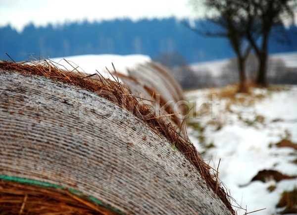 사람없음 JPG 포토 해외이미지 겨울 농업 땅바닥 묘사 밀짚 보따리 숲 외관 장면 패키지 해외202004 햇빛 황금 회색 흰색