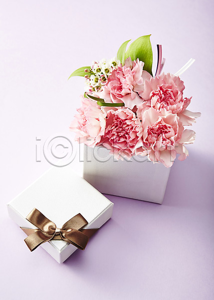 사람없음 JPG 포토 꽃 꽃백그라운드 백그라운드 분홍색 선물 선물상자 스튜디오촬영 식물 실내 카네이션 컬러 화분