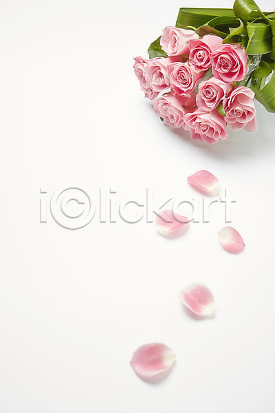 사람없음 JPG 포토 꽃 꽃다발 꽃백그라운드 꽃잎 백그라운드 분홍색 스튜디오촬영 식물 실내 장미 컬러