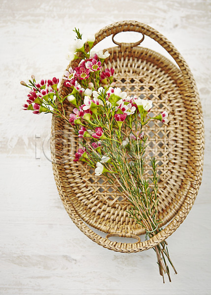 사람없음 JPG 아웃포커스 포토 꽃 꽃백그라운드 바구니 백그라운드 분홍색 선물 스튜디오촬영 식물 실내 컬러 흰색