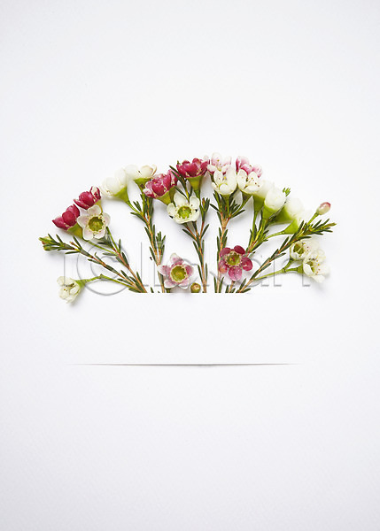 사람없음 JPG 포토 꽃 꽃꽂이 꽃백그라운드 백그라운드 분홍색 스튜디오촬영 식물 실내 종이 컬러 흰색