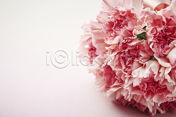 사람없음 JPG 근접촬영 포토 꽃 꽃백그라운드 백그라운드 분홍색 스튜디오촬영 식물 실내 카네이션 컬러