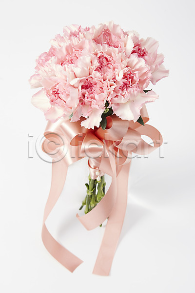 사람없음 JPG 포토 꽃 꽃다발 꽃백그라운드 리본 백그라운드 분홍색 선물 스튜디오촬영 식물 실내 카네이션 컬러