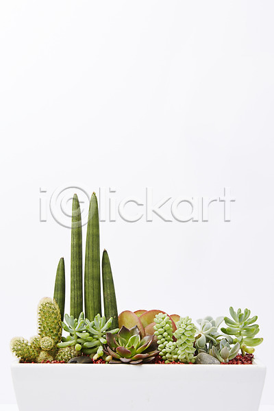 사람없음 JPG 포토 꽃백그라운드 다육식물 백그라운드 스튜디오촬영 식물 실내 화분