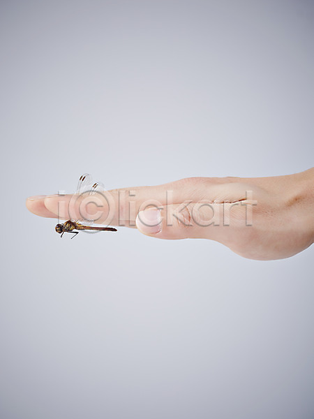 신체부위 한명 JPG 포토 곤충 동물 들기 백그라운드 손 스튜디오촬영 실내 자연 잠자리 절지류 한마리
