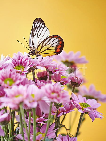사람없음 JPG 근접촬영 아웃포커스 포토 곤충 꽃 나비 동물 무늬 백그라운드 분홍색 소국 스튜디오촬영 식물 실내 자연 절지류 컬러 한마리 호랑나비