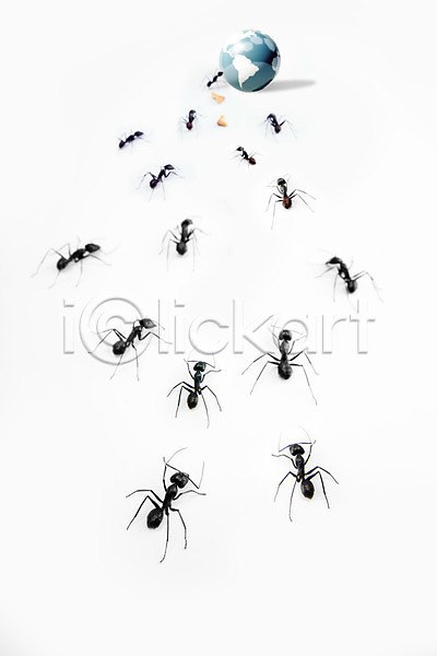 사람없음 JPG 근접촬영 아웃포커스 포토 개미 곤충 과자 동물 백그라운드 벌레 스튜디오촬영 실내 여러마리 자연 절지류 조각 조각(피스) 지구본