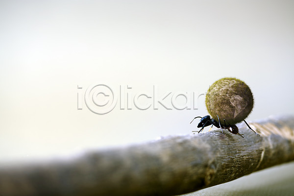 사람없음 JPG 근접촬영 아웃포커스 포토 개미 곤충 나무 나뭇가지 동물 들기 백그라운드 스튜디오촬영 식물 실내 자연 절지류 지구본 한마리
