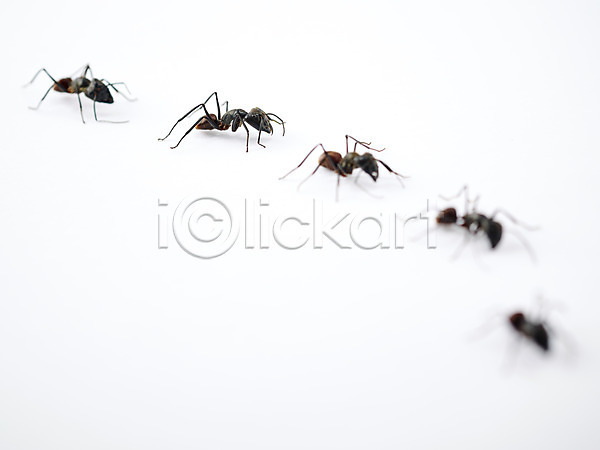 사람없음 JPG 근접촬영 아웃포커스 포토 개미 곤충 동물 백그라운드 벌레 스튜디오촬영 실내 여러마리 자연 절지류