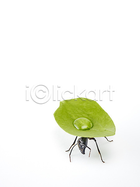 사람없음 JPG 근접촬영 포토 개미 곤충 동물 물 물방울 백그라운드 벌레 스튜디오촬영 식물 실내 잎 자연 절지류 한마리