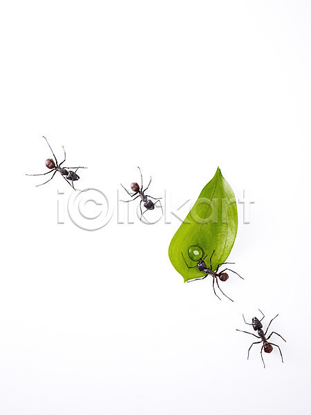 사람없음 JPG 근접촬영 포토 개미 곤충 동물 물 물방울 백그라운드 벌레 스튜디오촬영 식물 실내 여러마리 잎 자연 절지류