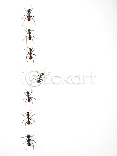 사람없음 JPG 근접촬영 포토 개미 곤충 동물 백그라운드 벌레 스튜디오촬영 실내 여러마리 자연 절지류
