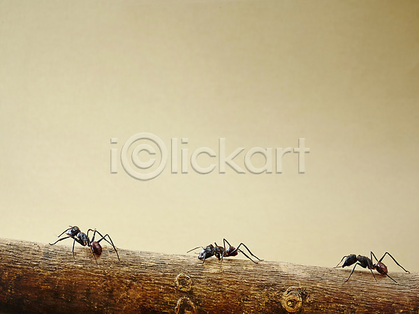 사람없음 JPG 근접촬영 포토 개미 곤충 나무 동물 백그라운드 벌레 세마리 스튜디오촬영 식물 실내 자연 절지류