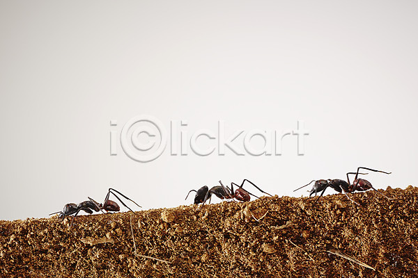 사람없음 JPG 근접촬영 포토 개미 곤충 동물 모래 백그라운드 벌레 세마리 스튜디오촬영 실내 자연 절지류 흙
