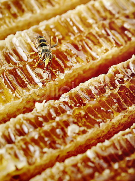 사람없음 JPG 근접촬영 아웃포커스 포토 곤충 꿀 꿀벌 동물 백그라운드 벌(곤충) 벌꿀 벌집 스튜디오촬영 실내 자연 절지류 한마리