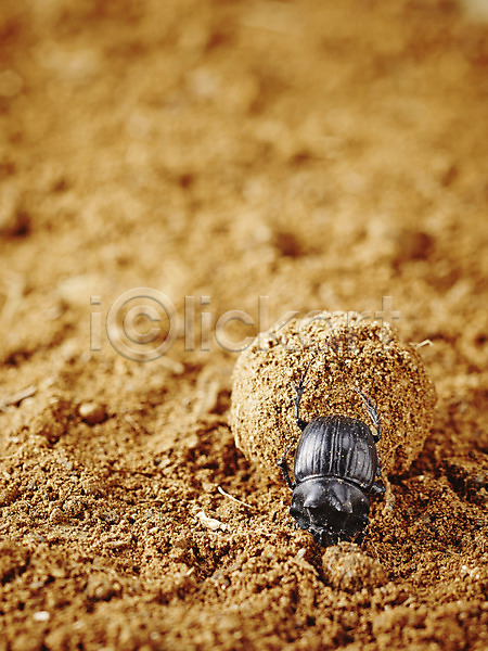 사람없음 JPG 근접촬영 아웃포커스 포토 곤충 덩어리 동물 딱정벌레 모래 백그라운드 쇠똥구리 야외 자연 절지류 주간 한마리 흙
