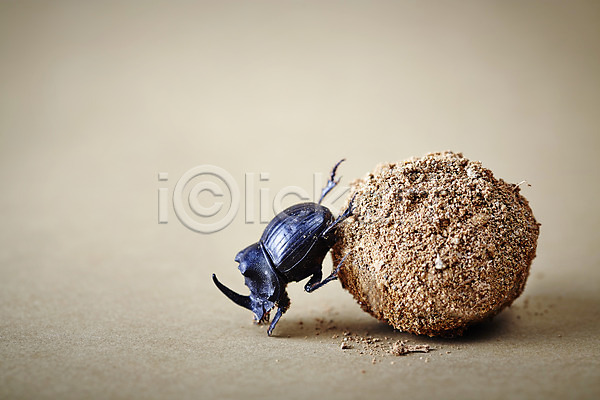 사람없음 JPG 포토 곤충 동물 딱정벌레 모래 백그라운드 쇠똥구리 스튜디오촬영 실내 자연 절지류 한마리 흙