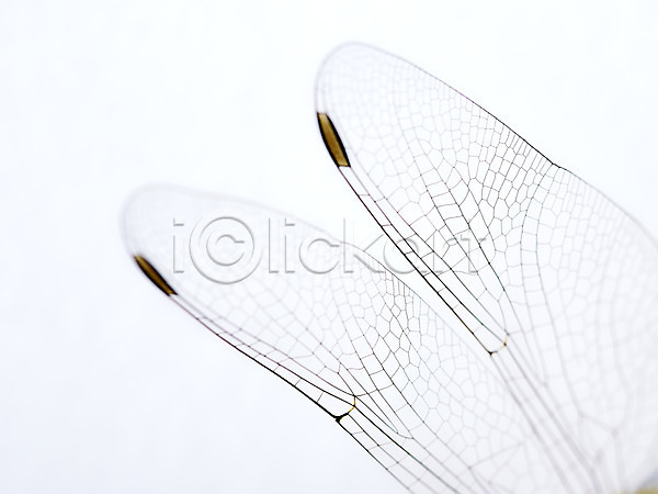 사람없음 JPG 근접촬영 아웃포커스 포토 곤충 날개(비행) 동물 백그라운드 부위 스튜디오촬영 실내 자연 잠자리 절지류 한마리