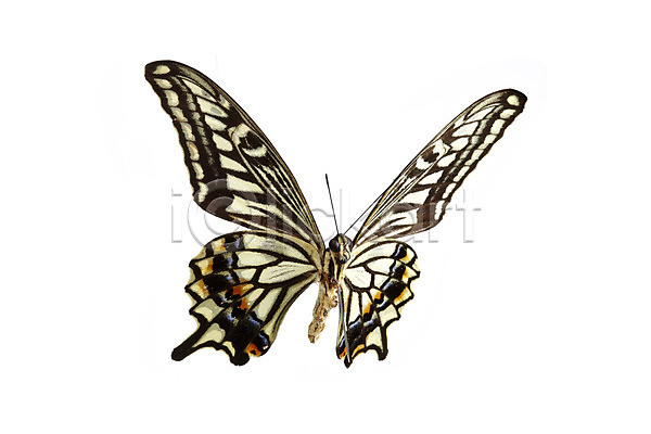사람없음 JPG 포토 곤충 나비 누끼 동물 무늬 백그라운드 스튜디오촬영 실내 자연 절지류 한마리 호랑나비