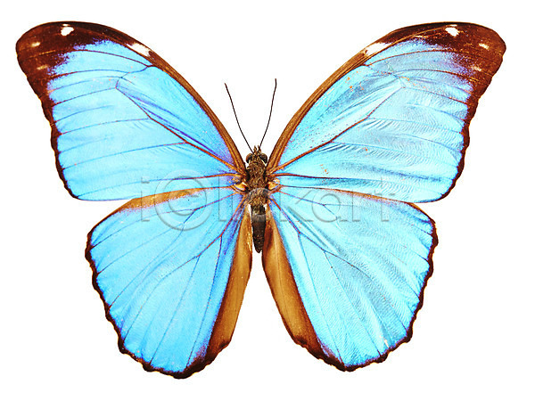 사람없음 JPG 포토 곤충 나비 누끼 동물 백그라운드 스튜디오촬영 실내 자연 절지류 컬러 하늘색 한마리