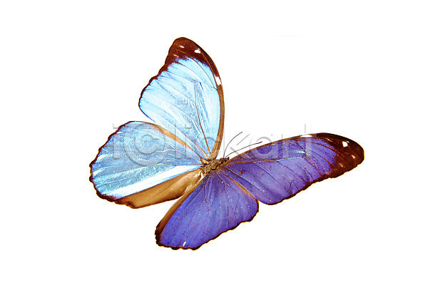 사람없음 JPG 포토 곤충 나비 누끼 동물 백그라운드 보라색 스튜디오촬영 실내 자연 절지류 컬러 하늘색 한마리