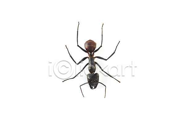 사람없음 JPG 포토 개미 곤충 누끼 동물 백그라운드 벌레 스튜디오촬영 실내 자연 절지류 한마리