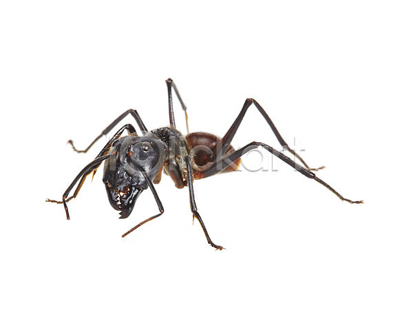 사람없음 JPG 포토 개미 곤충 누끼 동물 백그라운드 벌레 스튜디오촬영 실내 자연 절지류 한마리