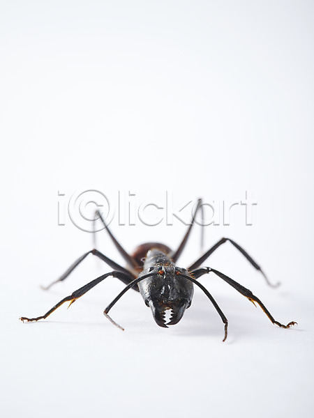 사람없음 JPG 포토 개미 곤충 동물 백그라운드 벌레 스튜디오촬영 실내 자연 절지류 한마리