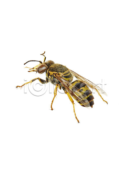 사람없음 JPG 포토 곤충 꿀벌 누끼 동물 백그라운드 벌(곤충) 스튜디오촬영 실내 자연 절지류 한마리