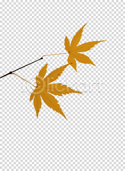 사람없음 PNG 편집이미지 가을(계절) 계절 나무 나뭇가지 나뭇잎 낙엽 노란색 단풍 식물 오브젝트 잎 컬러 편집 편집소스