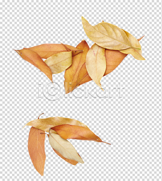 사람없음 PNG 편집이미지 가을(계절) 계절 나뭇잎 낙엽 단풍 식물 여러개 오브젝트 잎 편집 편집소스