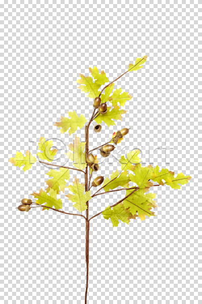 사람없음 PNG 편집이미지 가을(계절) 계절 나무 나뭇가지 나뭇잎 낙엽 도토리 도토리나무 식물 여러개 열매 오브젝트 잎 편집 편집소스