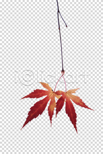 사람없음 PNG 편집이미지 가을(계절) 계절 나무 나뭇가지 나뭇잎 낙엽 단풍 식물 오브젝트 잎 편집 편집소스