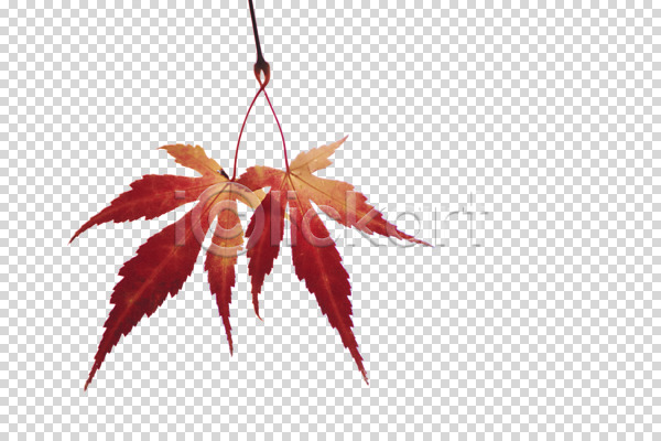 사람없음 PNG 편집이미지 가을(계절) 계절 나뭇잎 낙엽 단풍 식물 오브젝트 잎 편집 편집소스
