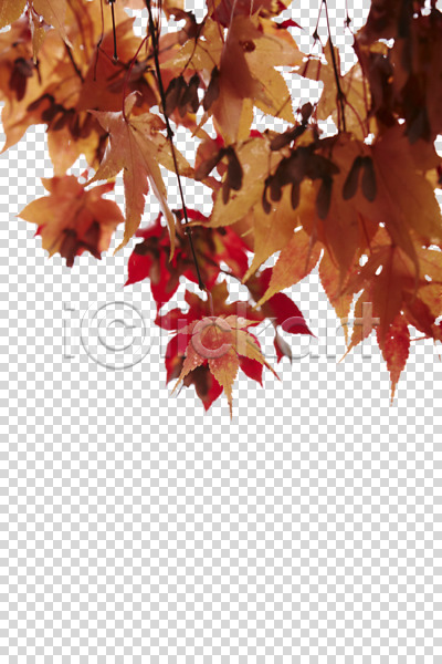 사람없음 PNG 편집이미지 가을(계절) 계절 나뭇잎 낙엽 단풍 식물 오브젝트 잎 편집 편집소스