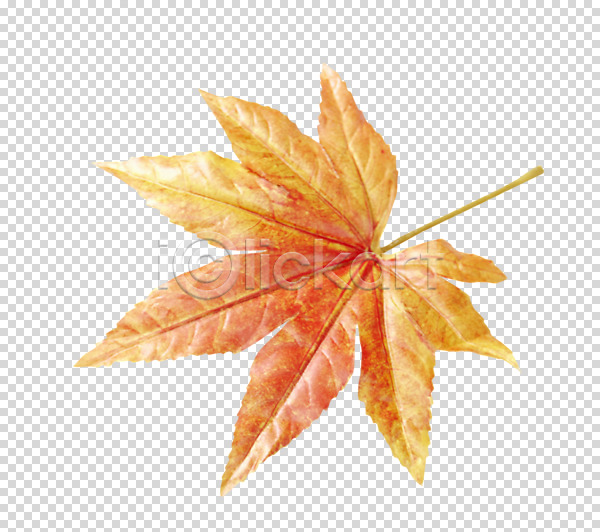 사람없음 PNG 편집이미지 가을(계절) 계절 나뭇잎 낙엽 단풍 식물 오브젝트 잎 편집 편집소스 한개