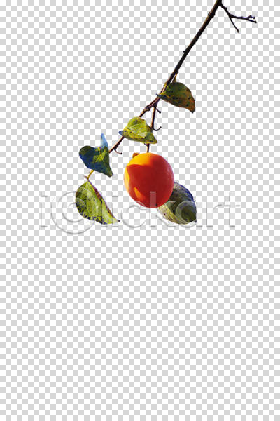 사람없음 PNG 편집이미지 가을(계절) 감 감나무 계절 과일 과일나무 나무 나뭇가지 나뭇잎 식물 열매 음식 잎 편집 편집소스