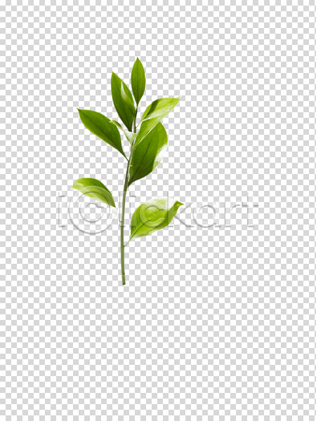사람없음 PNG 편집이미지 계절 봄 식물 원예식물 잎 자연 편집 편집소스 화초